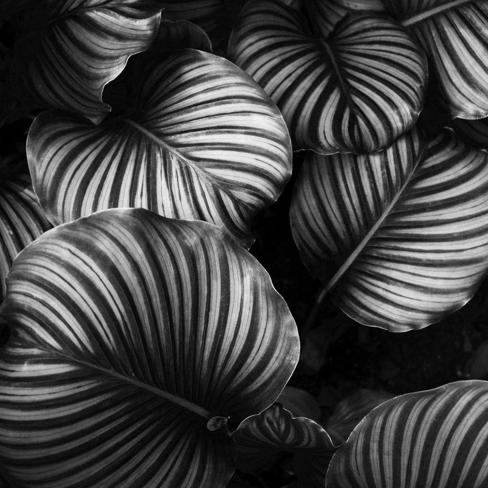 Black and white photography of the leafs of a tropical plant